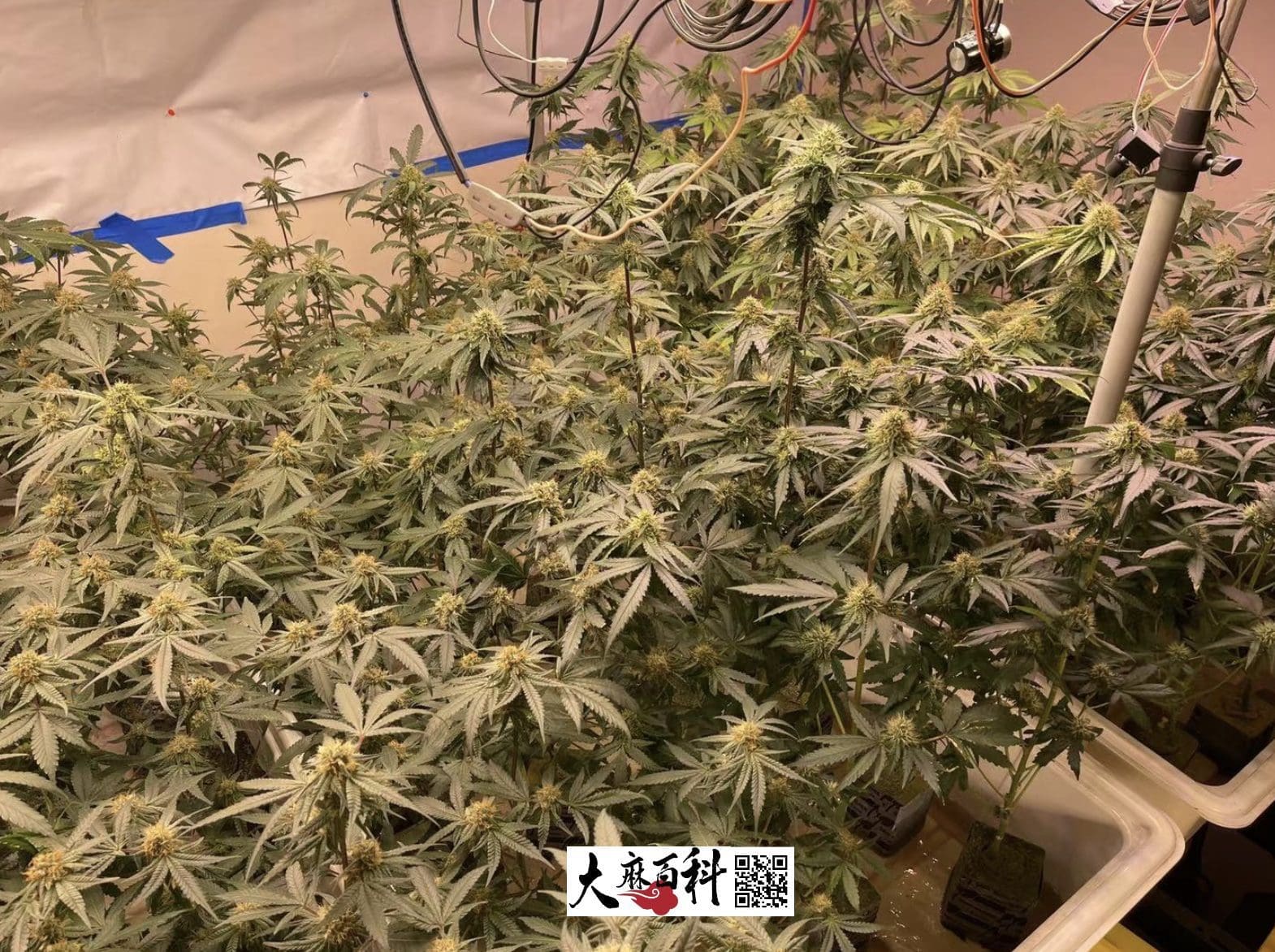 不用养一天树,出根BB直接打花神技再现江湖