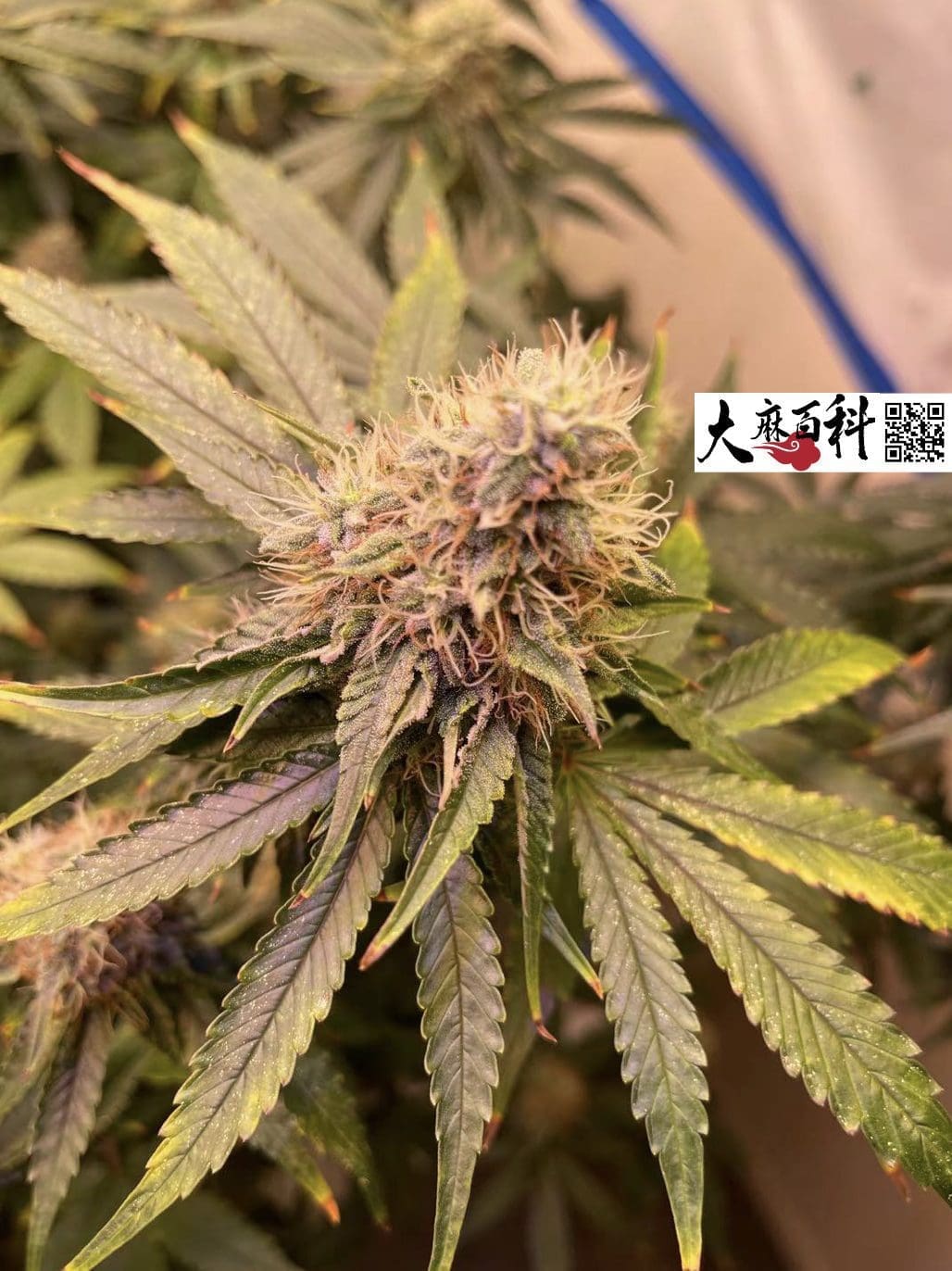 不用养一天树,出根BB直接打花神技再现江湖