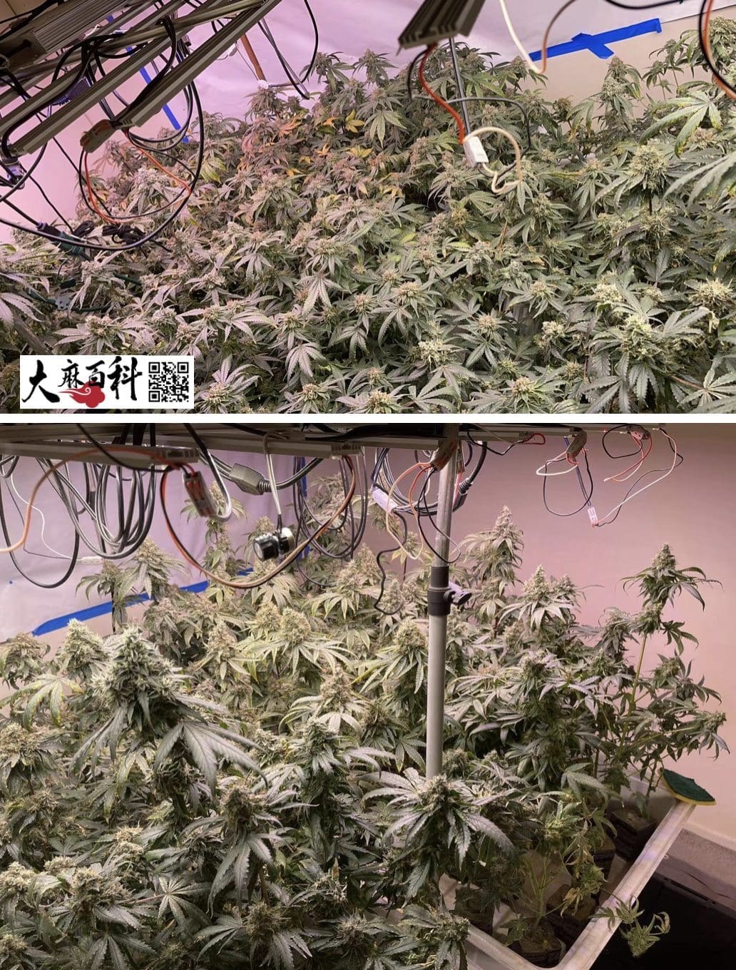 不用养一天树,出根BB直接打花神技再现江湖