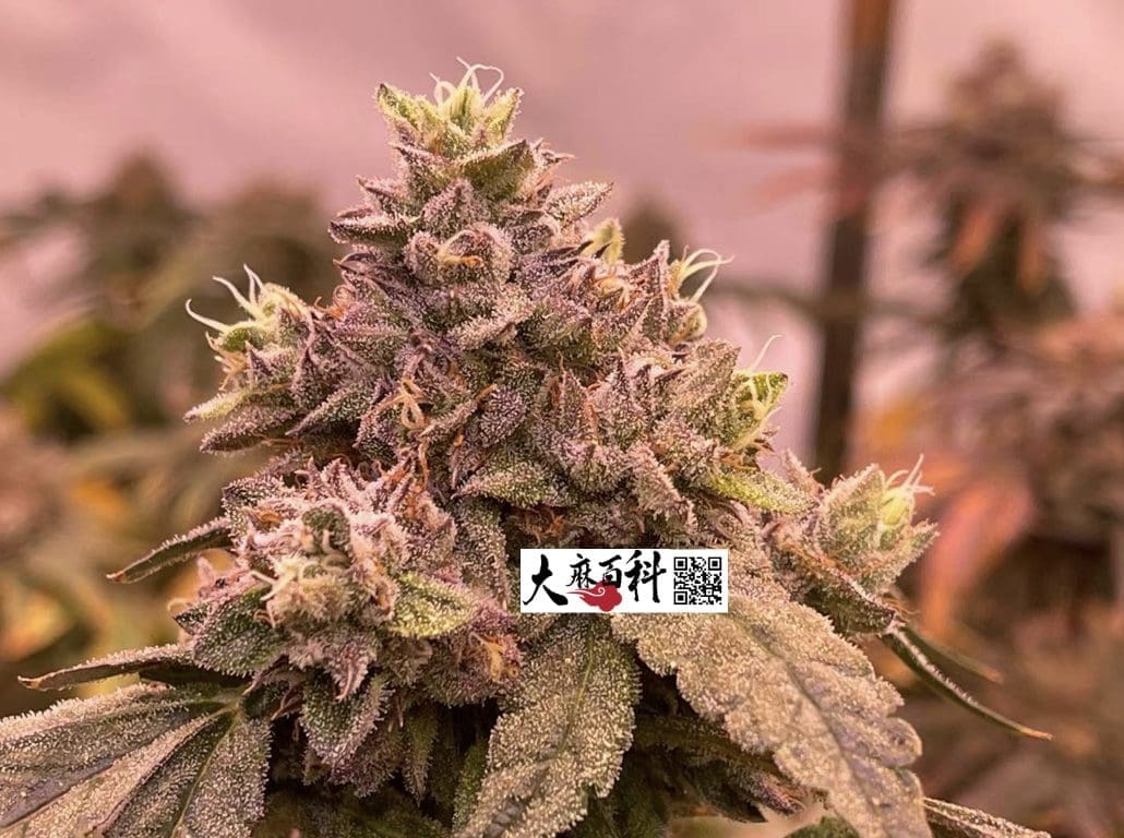 不用养一天树,出根BB直接打花神技再现江湖