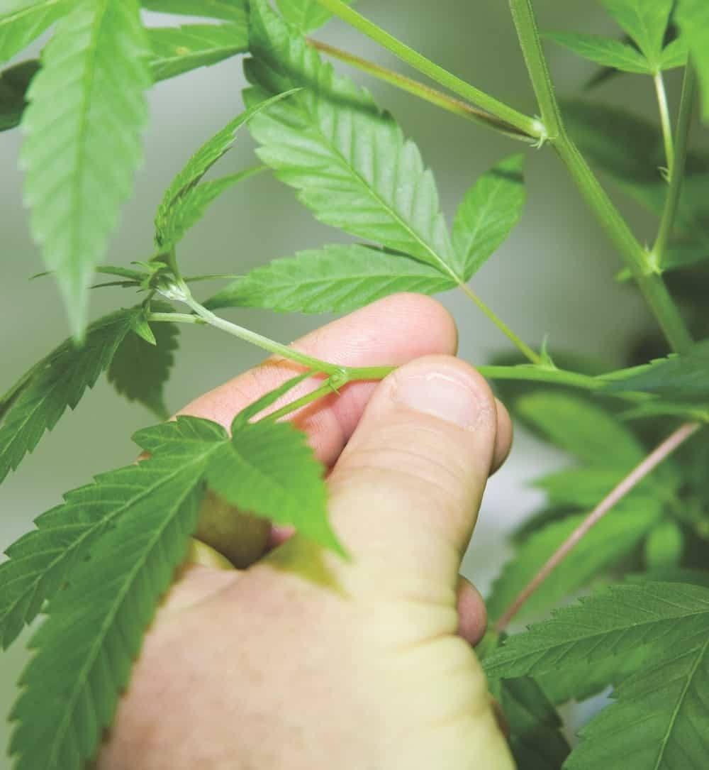 大麻种植技术之克隆大麻