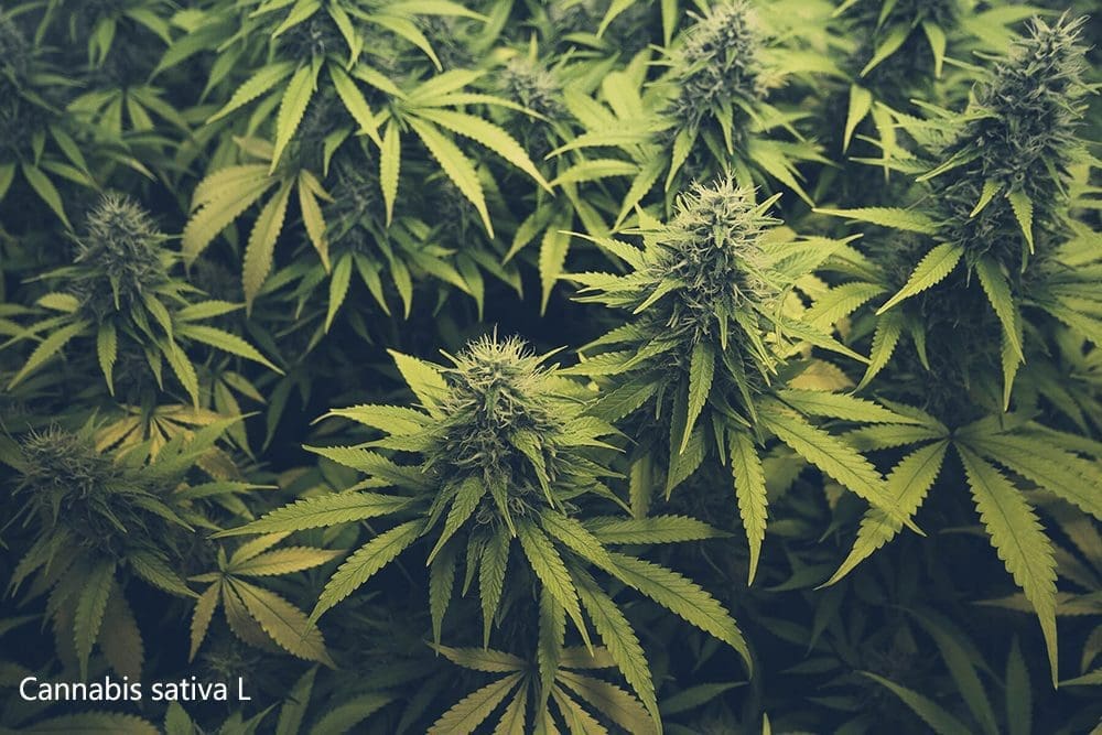 3 - 大麻的种类和功效